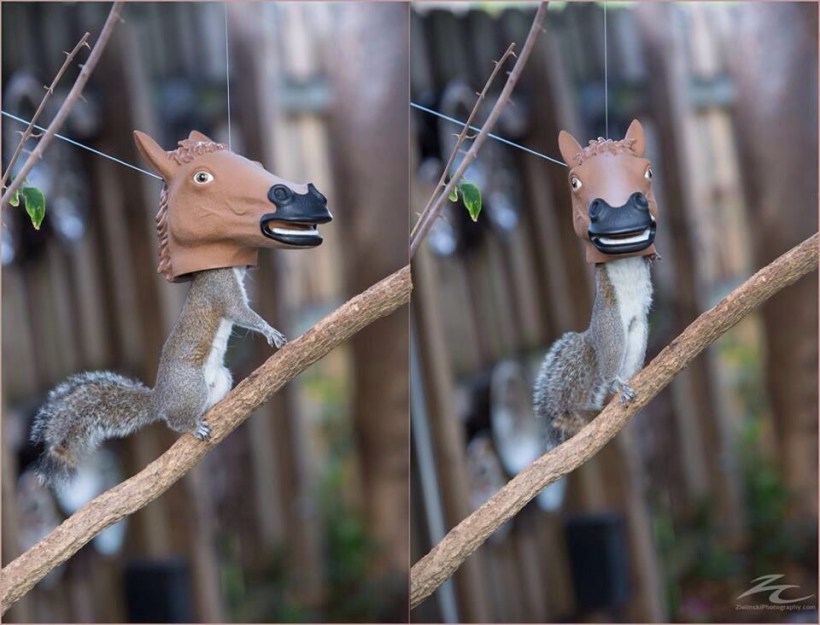 Best Squirrel Feeder Ever