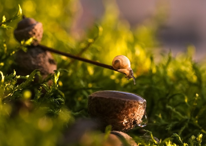 ©Vyacheslav Mishchenko