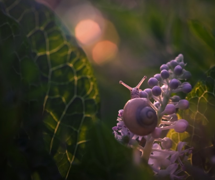 ©Vyacheslav Mishchenko