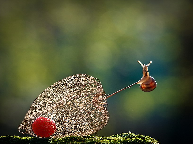 ©Vyacheslav Mishchenko