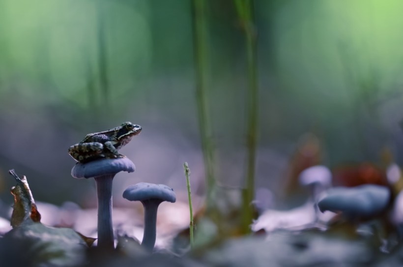 ©Vyacheslav Mishchenko