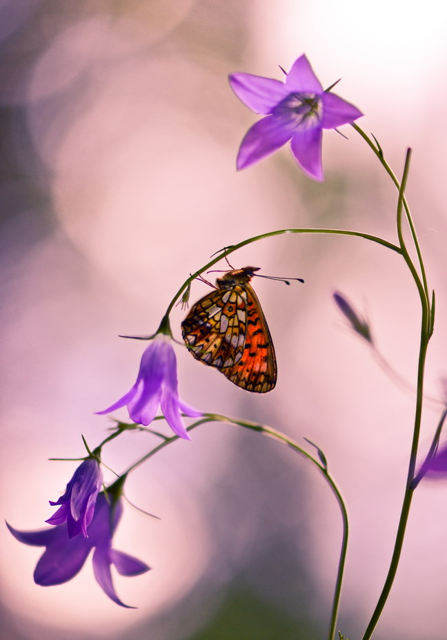 ©Vyacheslav Mishchenko