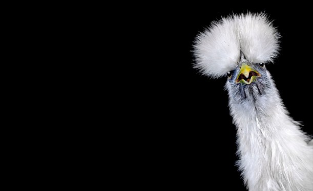 Ernest Goh animal photography chicken