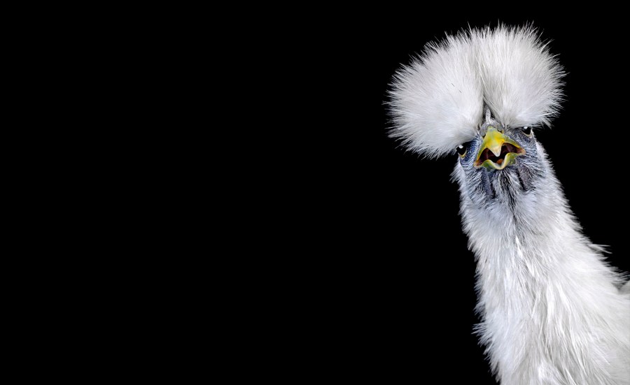 Ernest Goh animal photography chicken
