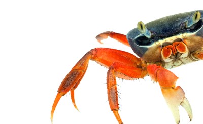 Ernest Goh animal photography crab