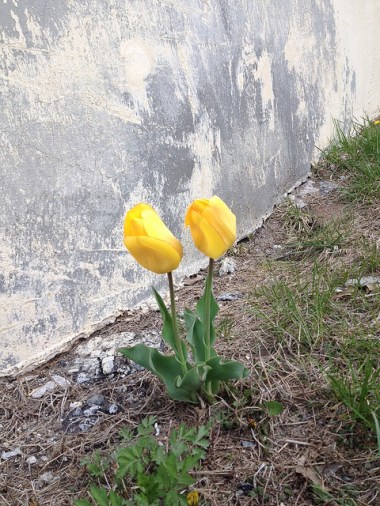 Photo credit: MaryAnn Nellen