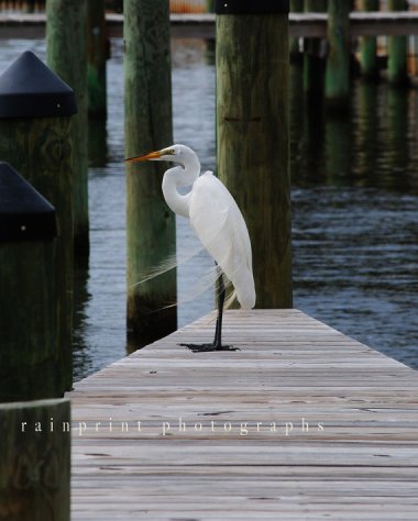 "Dock Star" by RainPrintPhotos