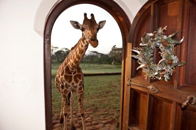©Giraffe Manor