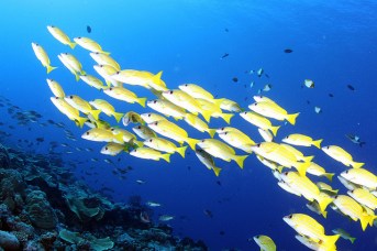 ©Klaus Stiefel/Creative Commons