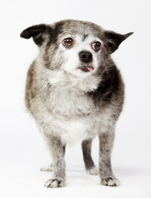 Pauline Zonneveld old dog portrait