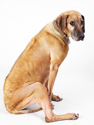 Pauline Zonneveld old dog portrait