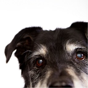 Pauline Zonneveld old dog portrait