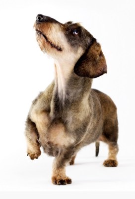 Pauline Zonneveld old dog portrait