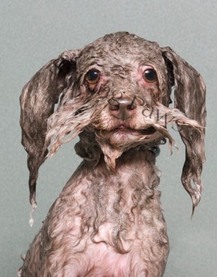 Sophie Gamand wet dog portrait