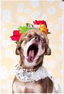 Opera Dog portrait Sophie Gamand