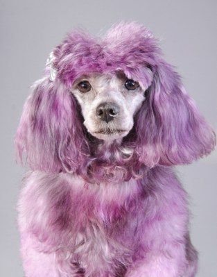 Sophie Gamand dog vogue portrait