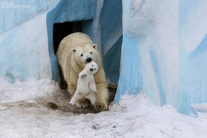 Polar bear mother and cub in enclosure by Anton Belovodchenko