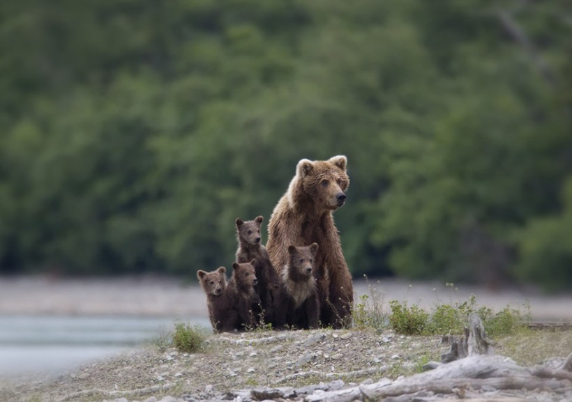 Brown bear mother and cubs by Peter Stahl