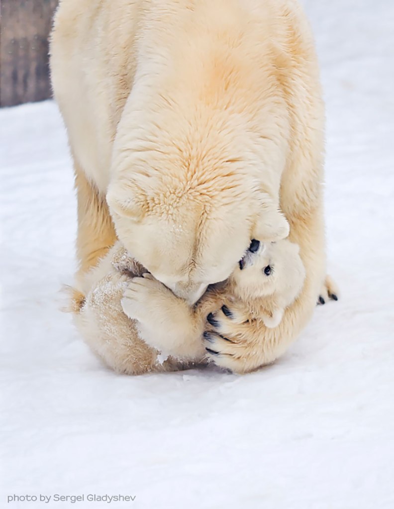 Polar bear mother and cub by Sergei Gladyshev