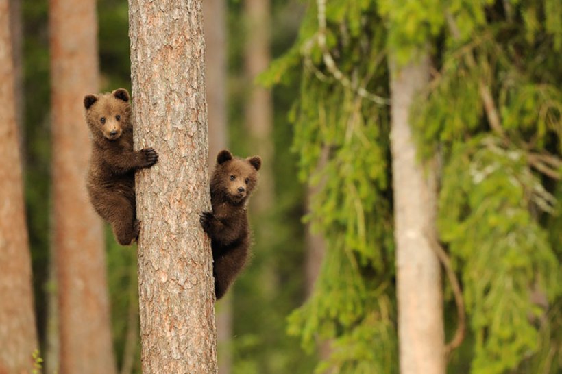 Brown bear cubs by Danilo Ernesto Melzi