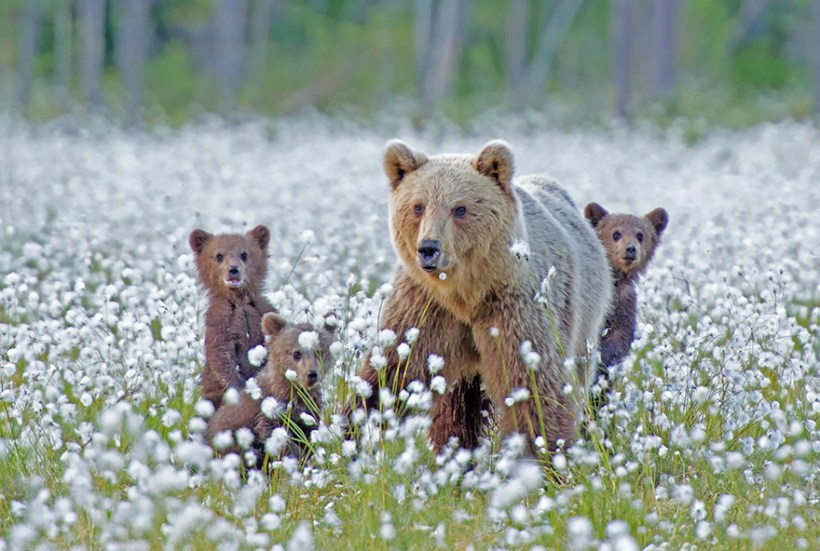 Brown bear mother and cubs by Trolljenta