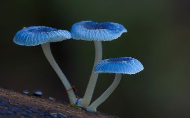 Mycena interrupta ©Steve Axford