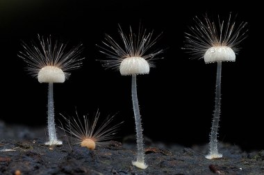 Hairy mycena ©Steve Axford