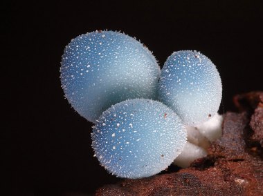 Leratiomyces sp. ©Steve Axford