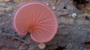 Campanella sp. ©Steve Axford