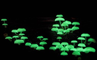 Mycena chlorophos ©Steve Axford