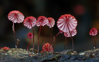 Marasmius haematocephalus ©Steve Axford