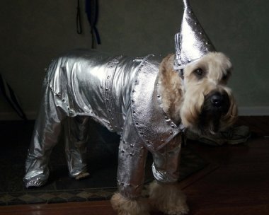 And while we're on the subject of pet costumes, how adorable/hilarious is this? No creature can express humiliation better than a dog. By SewingArt