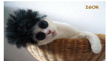 Someone's been blowing their herbal cigarettes in this cat's face. By stoner PimperedPooch who have a lot of other highly satisfying pictures in their store as well.