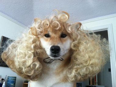 dog wig by WigMastersDream