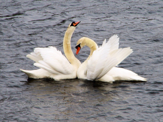 Category: wildlife photography. Inspiration: binoculars, loneliness. Suggested title: Let's go make bumpsy in Queen Elizabeth's trophy room.