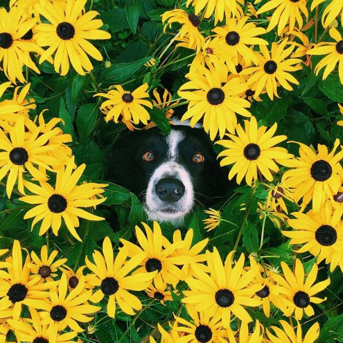 Momo by Andrew Knapp