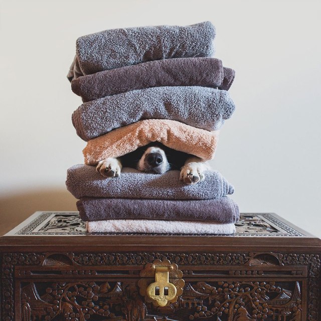 Momo by Andrew Knapp