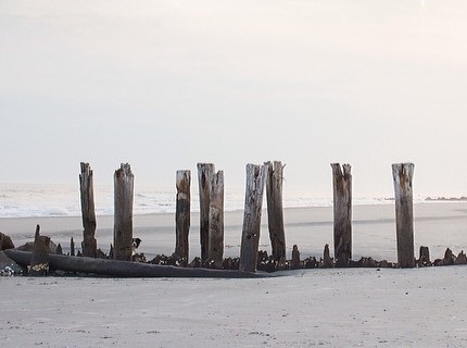 Momo by Andrew Knapp