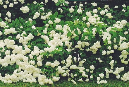 Momo by Andrew Knapp