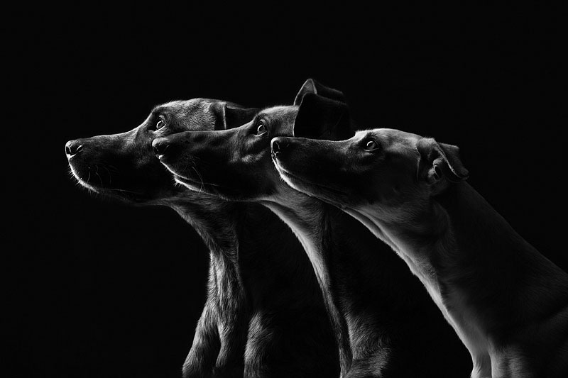 galgo espanol mix dog portraits by Elke Vogelsang
