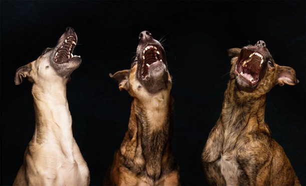 galgo espanol mix dog portraits by Elke Vogelsang