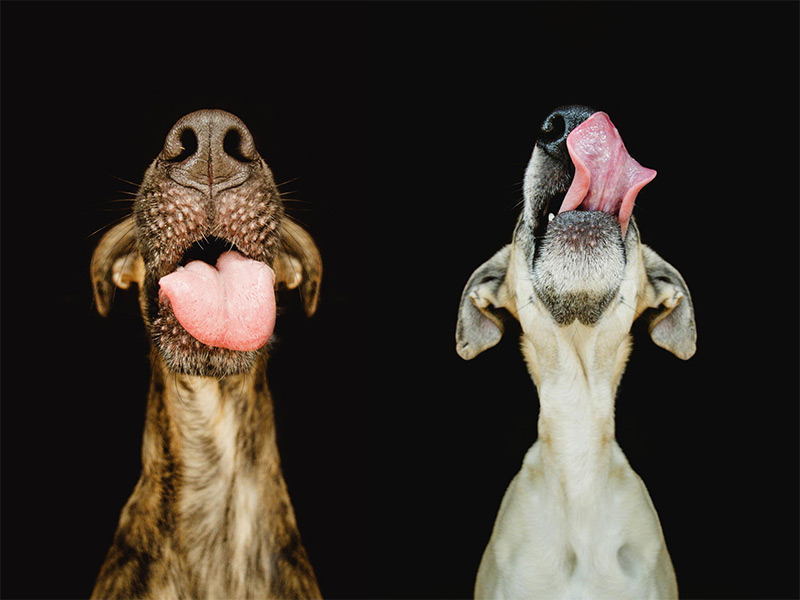 galgo espanol mix dog portraits by Elke Vogelsang