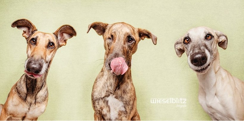 galgo espanol mix dog portraits by Elke Vogelsang