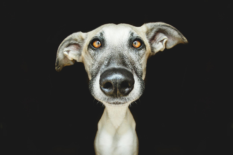 galgo espanol mix dog portraits by Elke Vogelsang