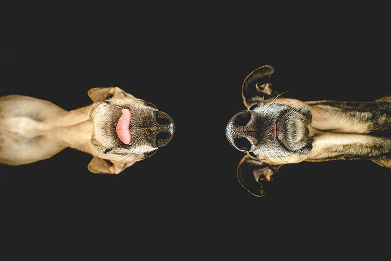 galgo espanol mix dog portraits by Elke Vogelsang