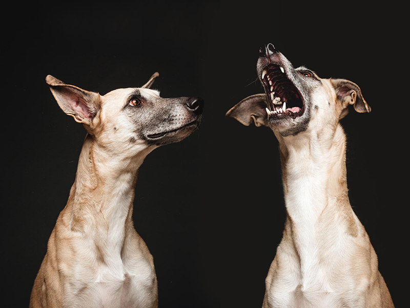 galgo espanol mix dog portraits by Elke Vogelsang
