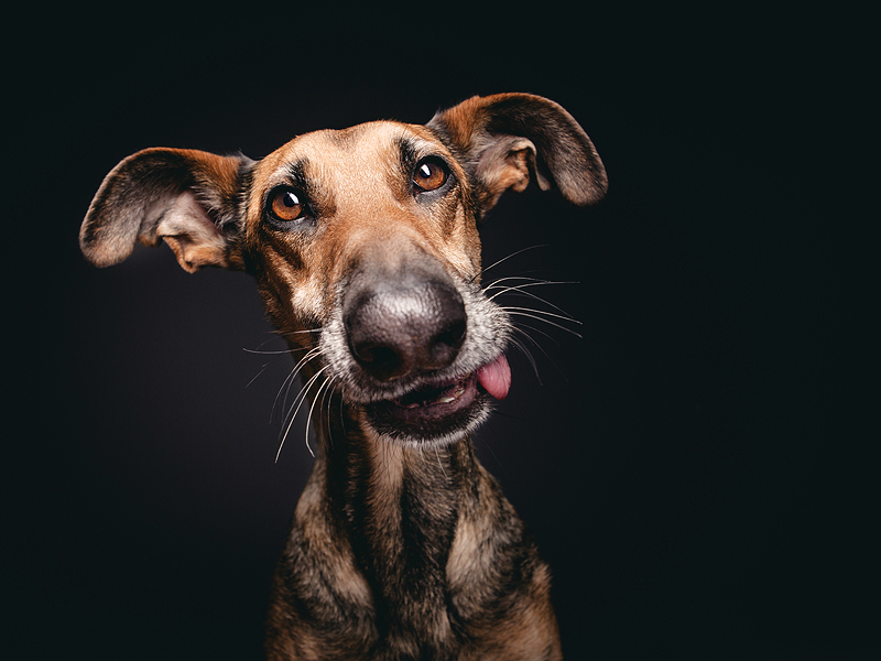 galgo espanol mix dog portraits by Elke Vogelsang