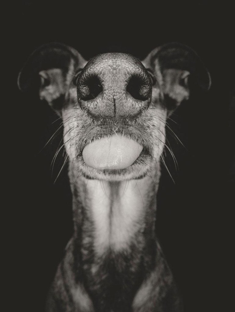 galgo espanol mix dog portraits by Elke Vogelsang