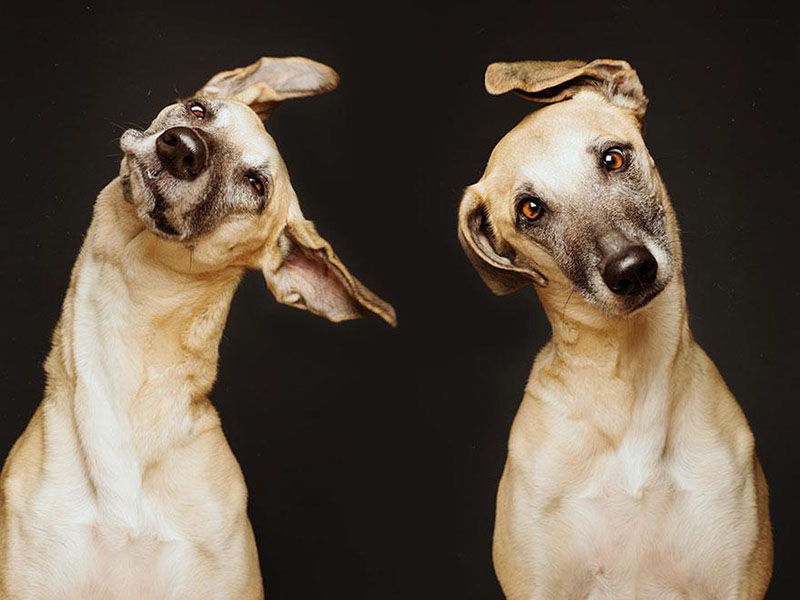 galgo espanol mix dog portraits by Elke Vogelsang