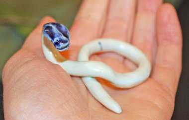 Snake sculpture from DadAndCompany. I'm guessing 